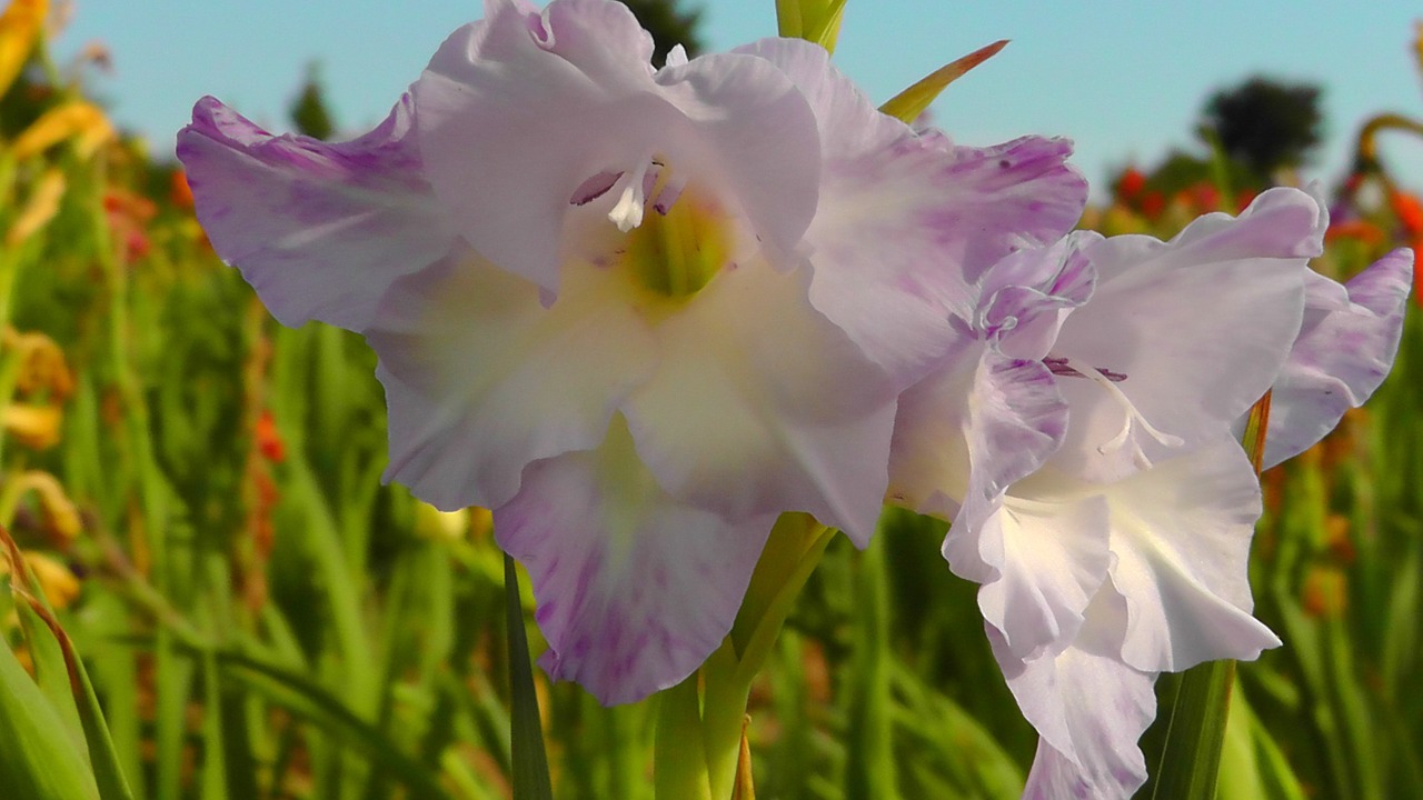 lily flower purple free photo