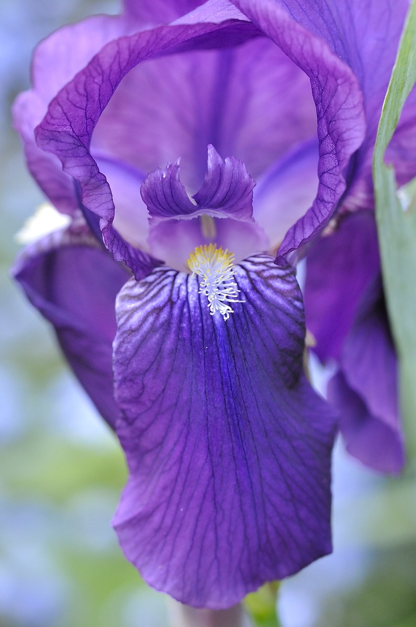 iris flower plant free photo