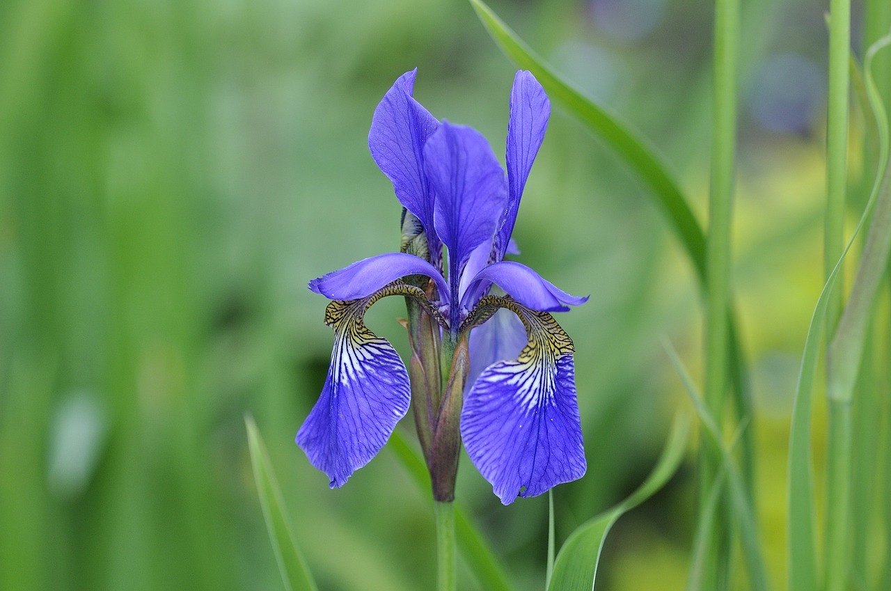 iris blue wild plant free photo