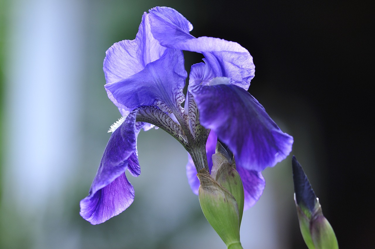 iris blue plant free photo