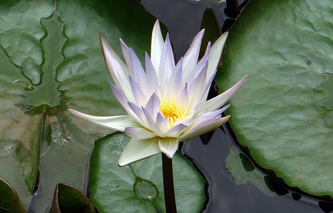 lily water lily nymphaea caerulea free photo