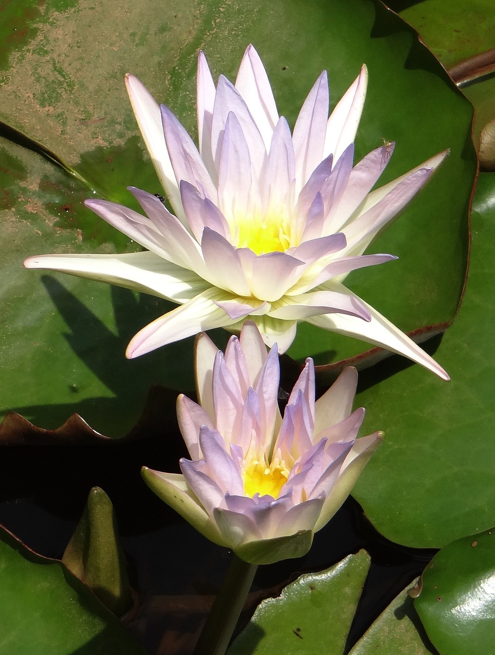 lily water lily nymphaea caerulea free photo