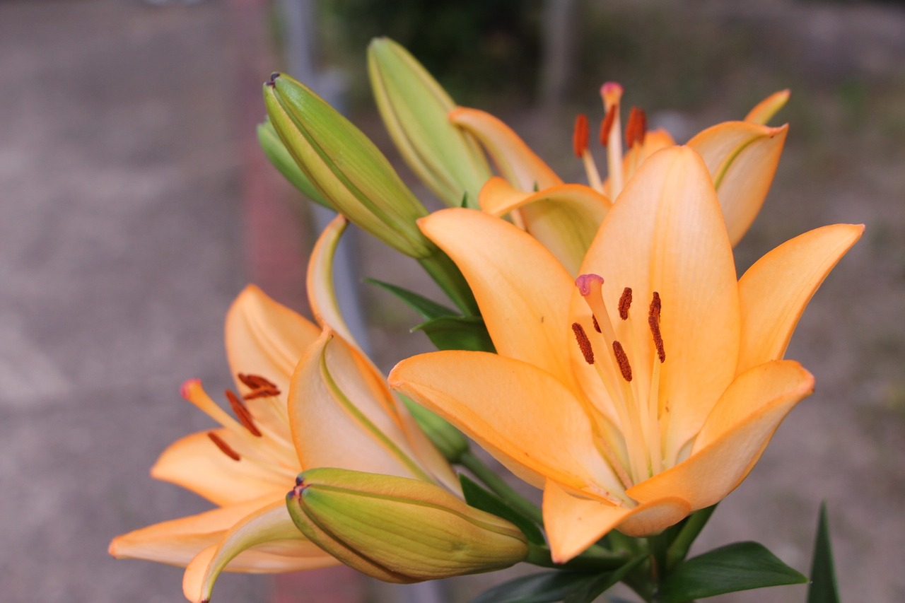 lily orange flower bunch of flowers free photo