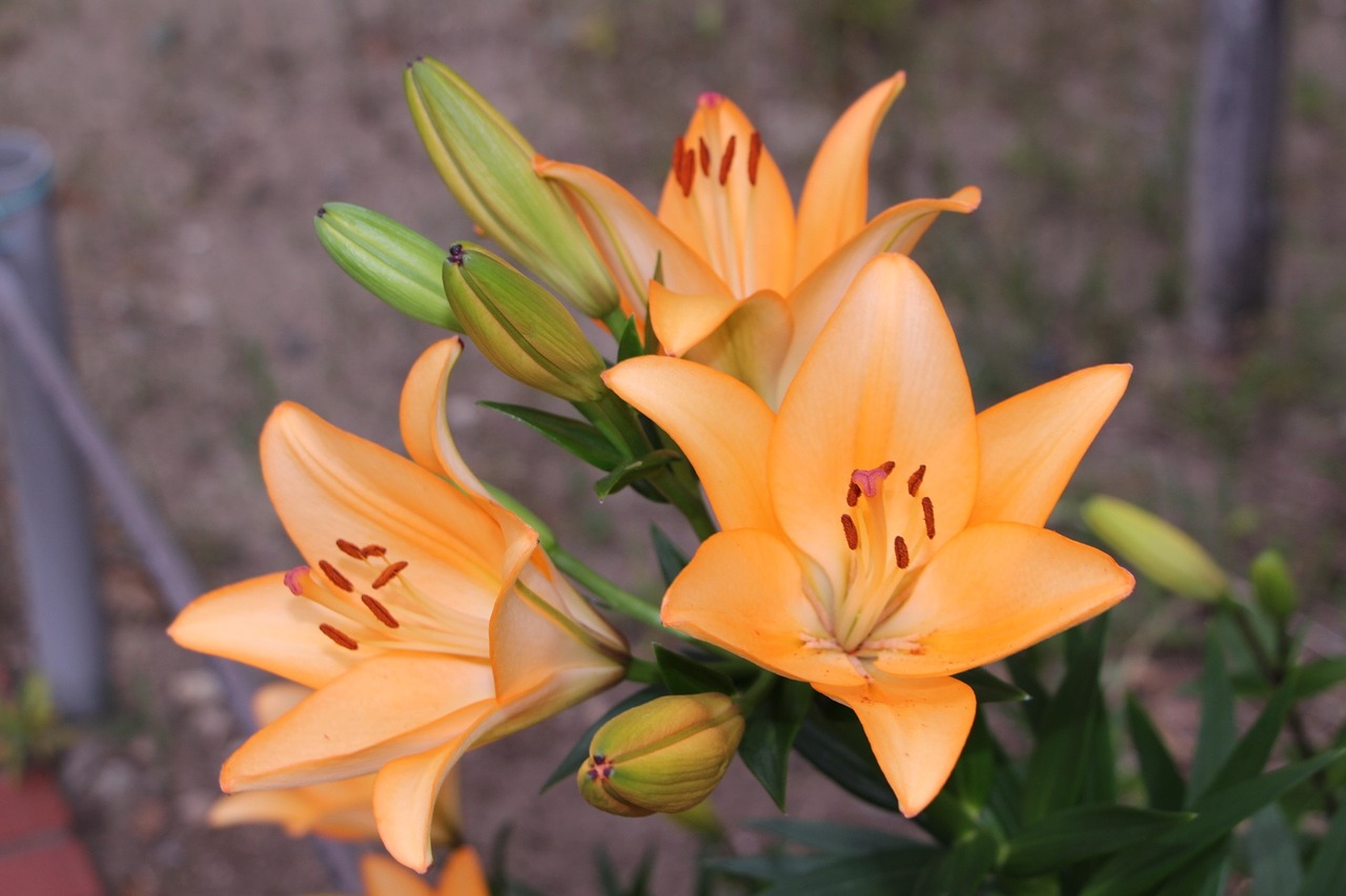 lily orange flower bunch of flowers free photo