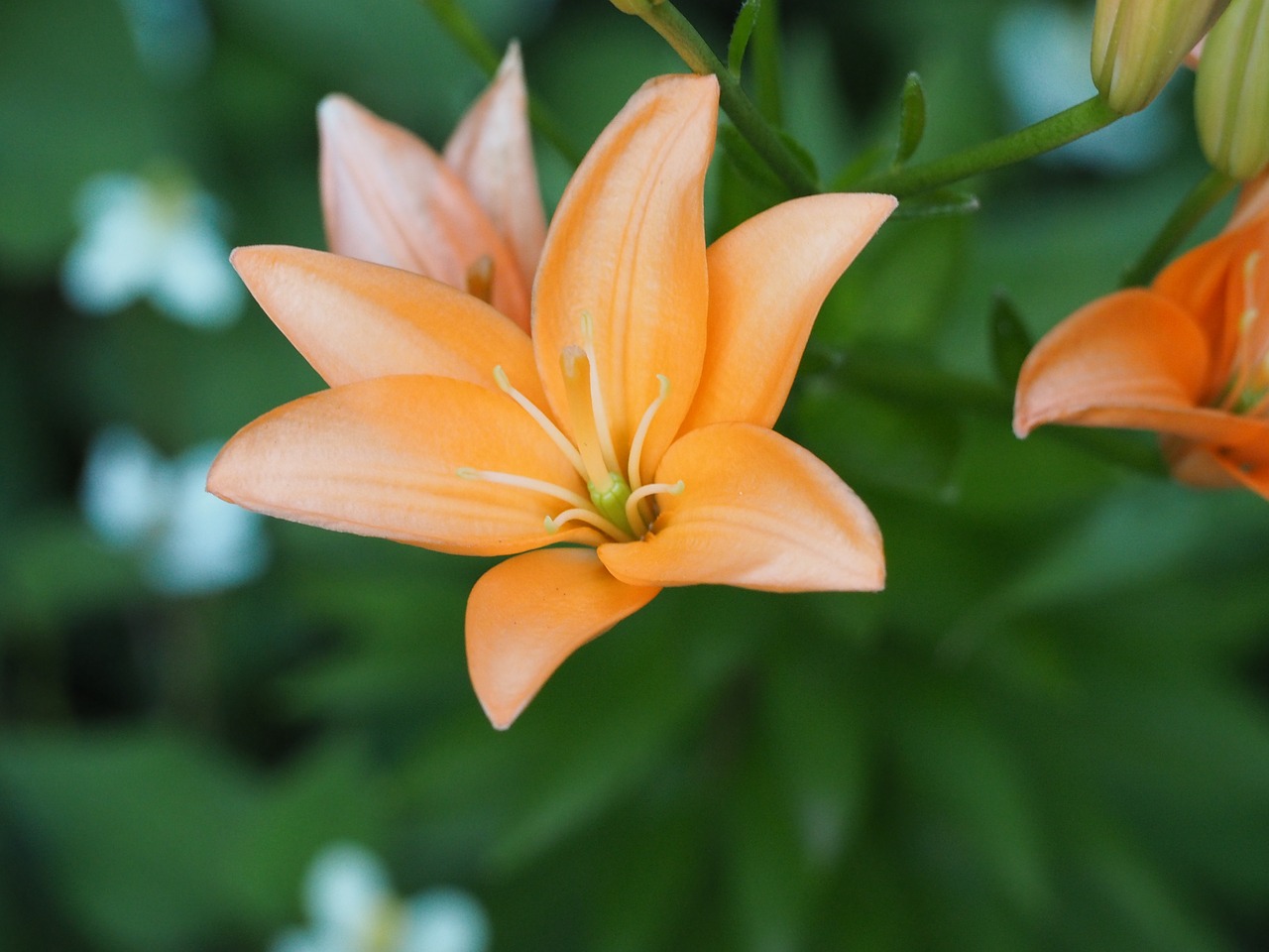 lily flowers liliaceae free photo