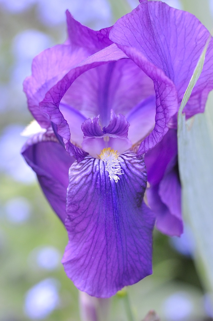 iris flower blossom free photo