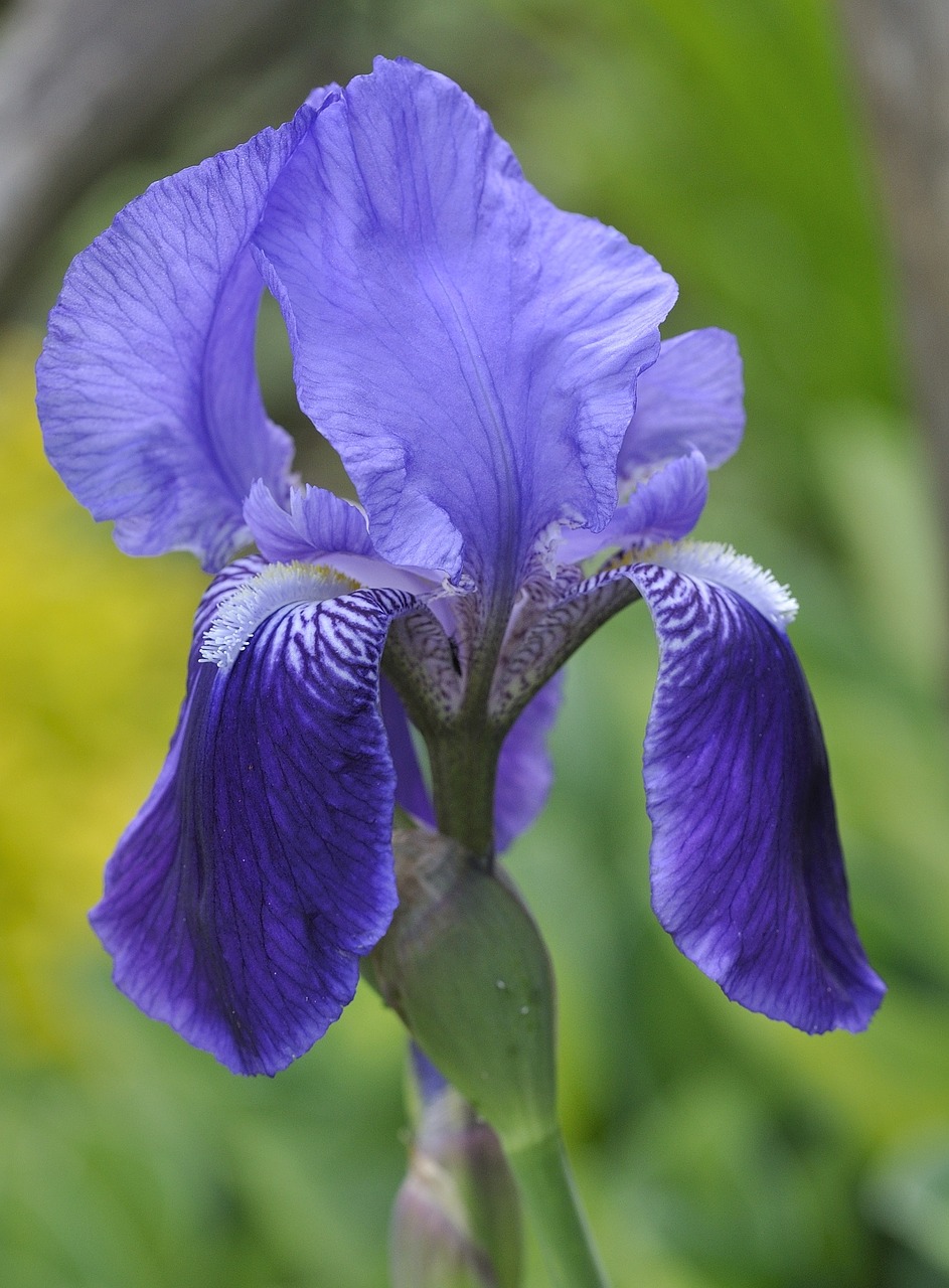 iris flower blossom free photo