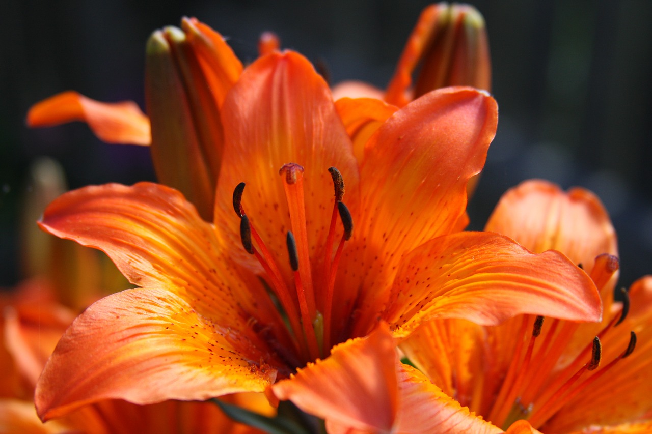 lily red background free photo