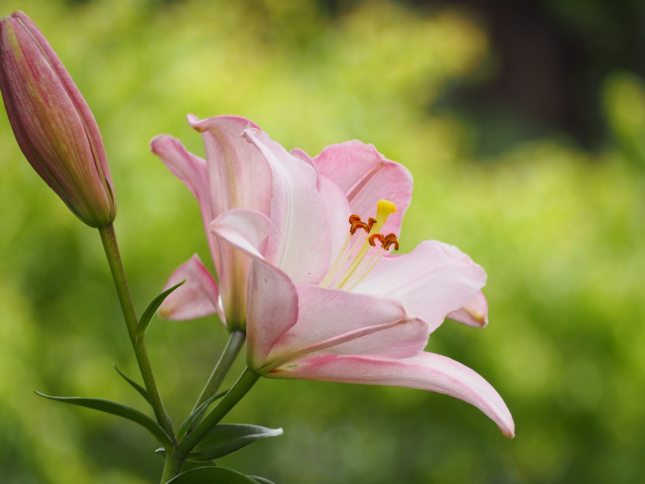 lily flowers liliaceae free photo