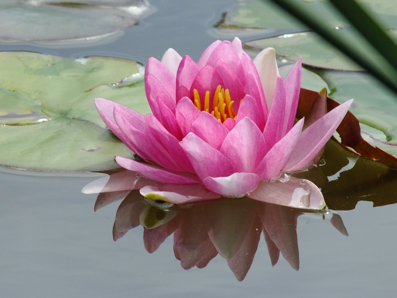 lily pond flower free photo