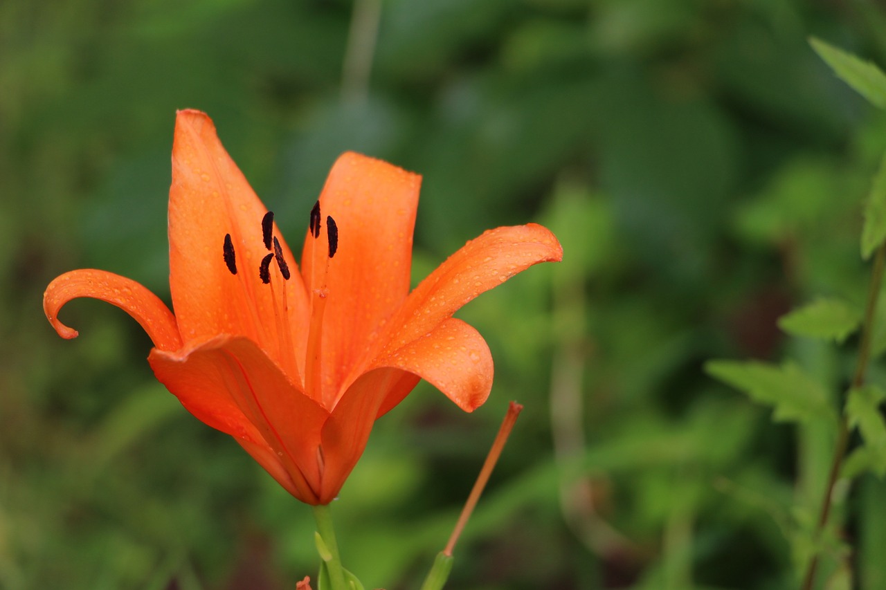 lily orange flower plant free photo