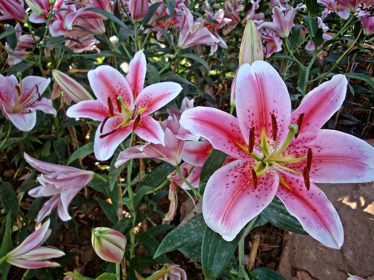 lily flowers pink free photo