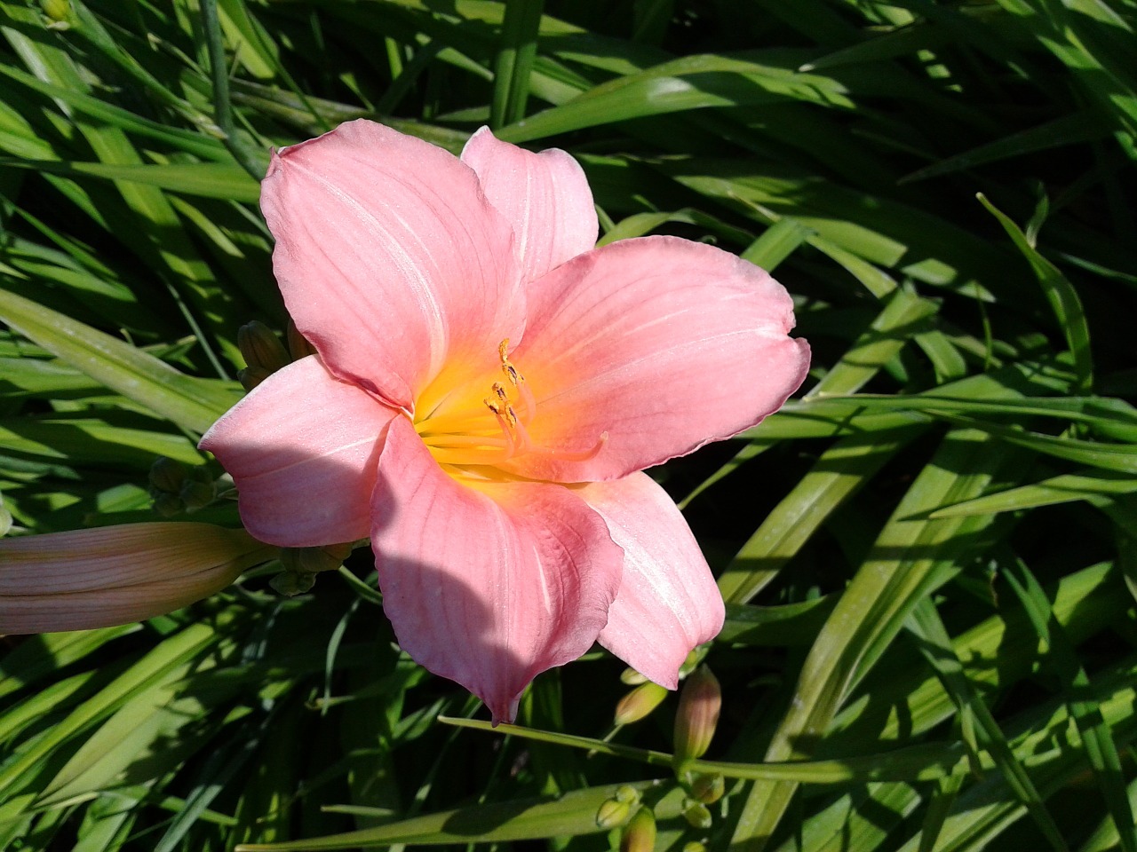 lily foliage green free photo