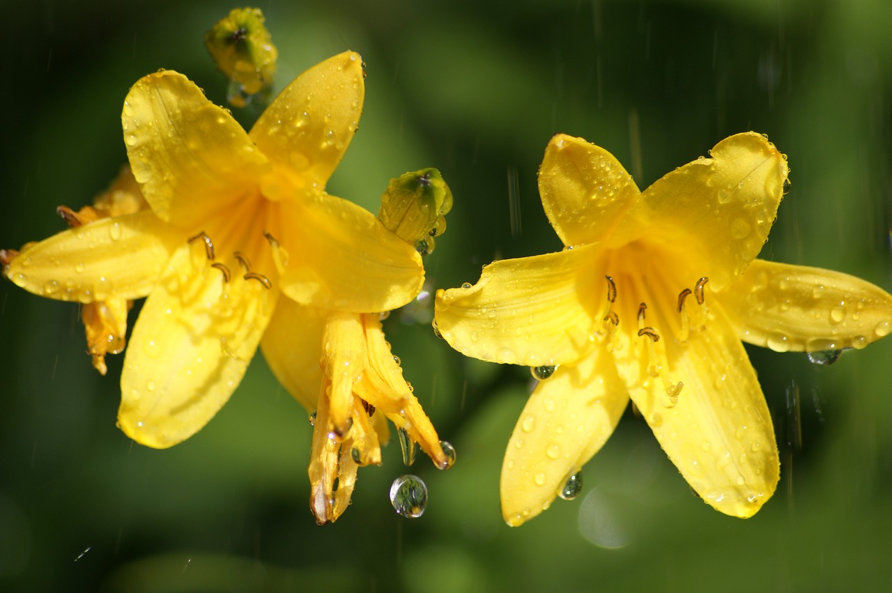 lily flower flowers free photo