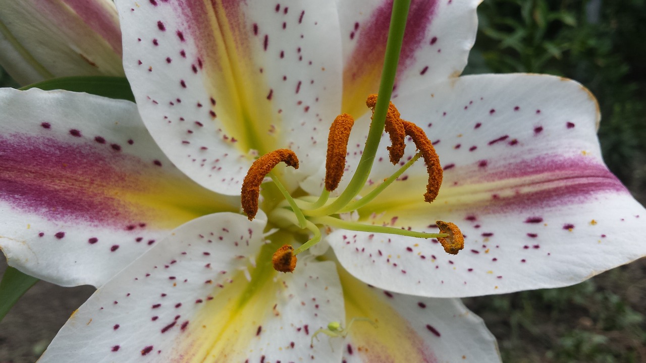 lily flowers white lily free photo