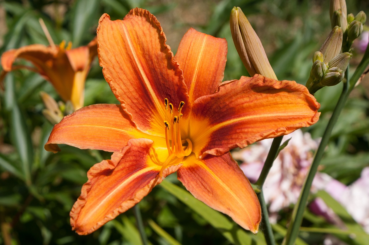 lily flower orange free photo