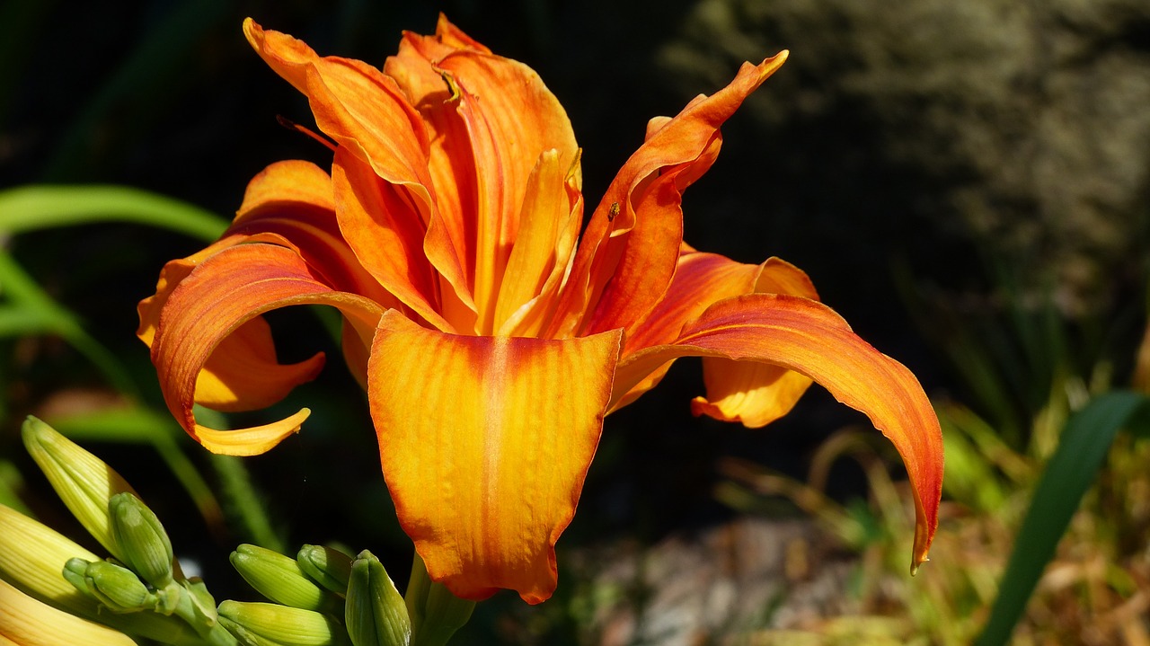 lily blossom bloom free photo