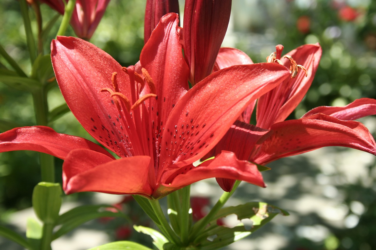 lily flower red free photo