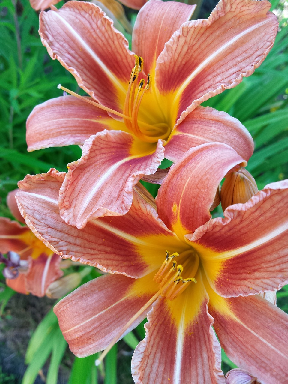 lily flower red free photo