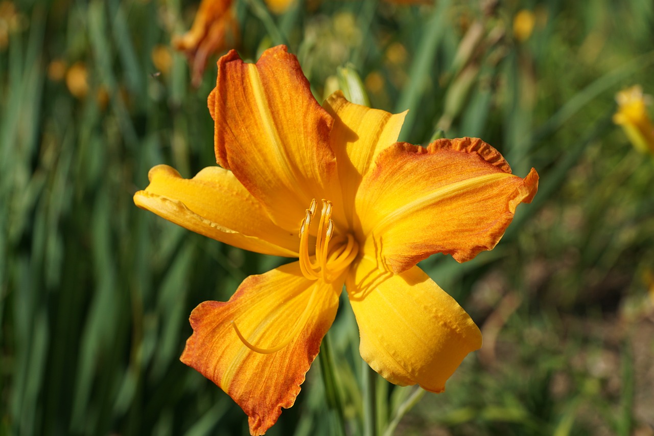 lily yellow flower free photo