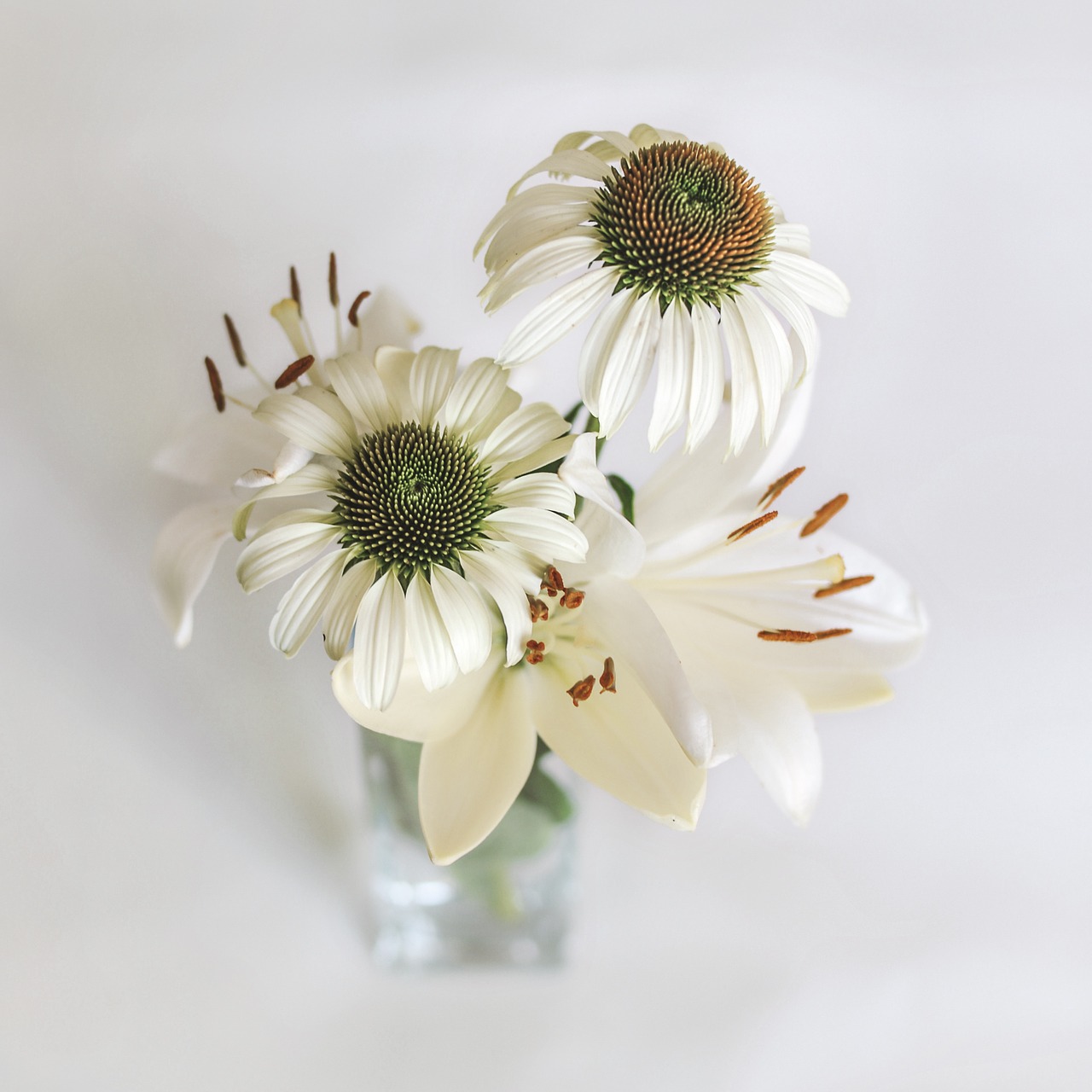 lily coneflower garden free photo