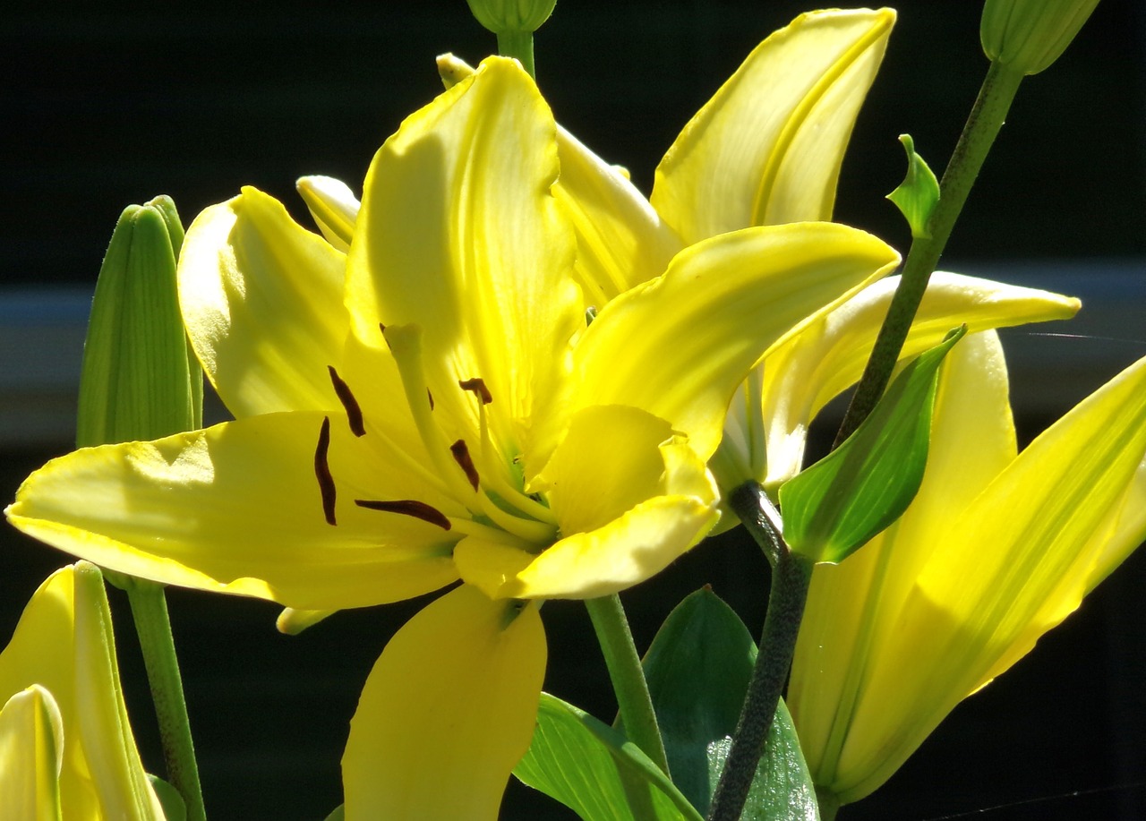 lily flower spring free photo