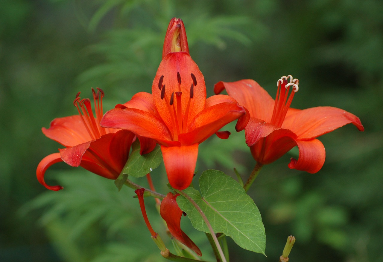 lily flower blooming free photo