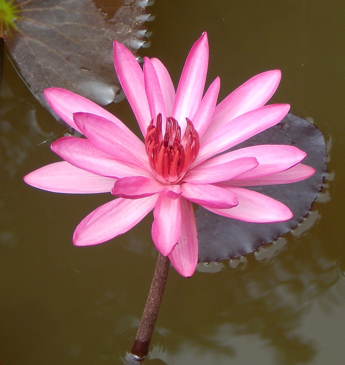 lily water lily red water lily free photo