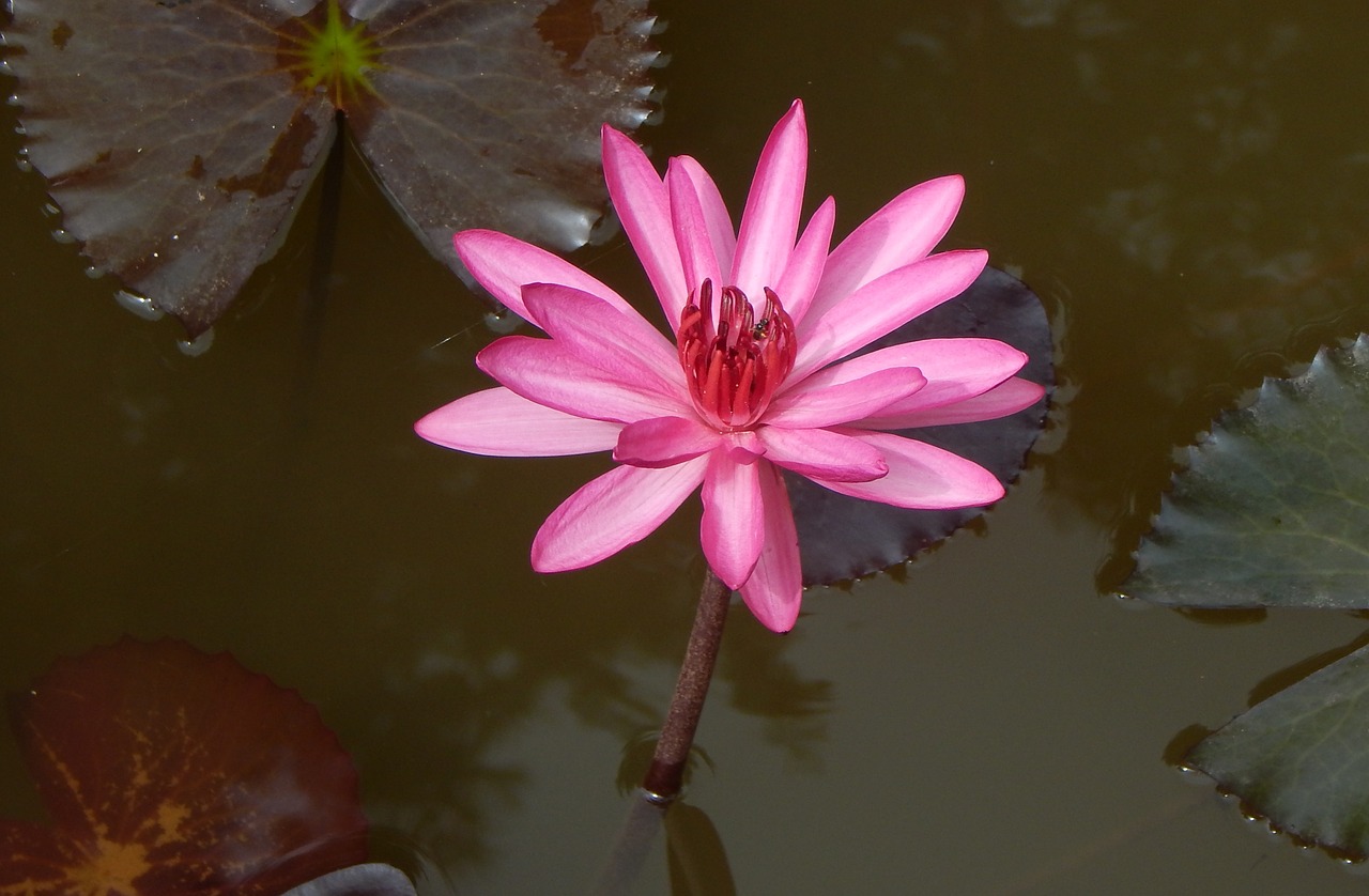 lily water lily waterlily free photo