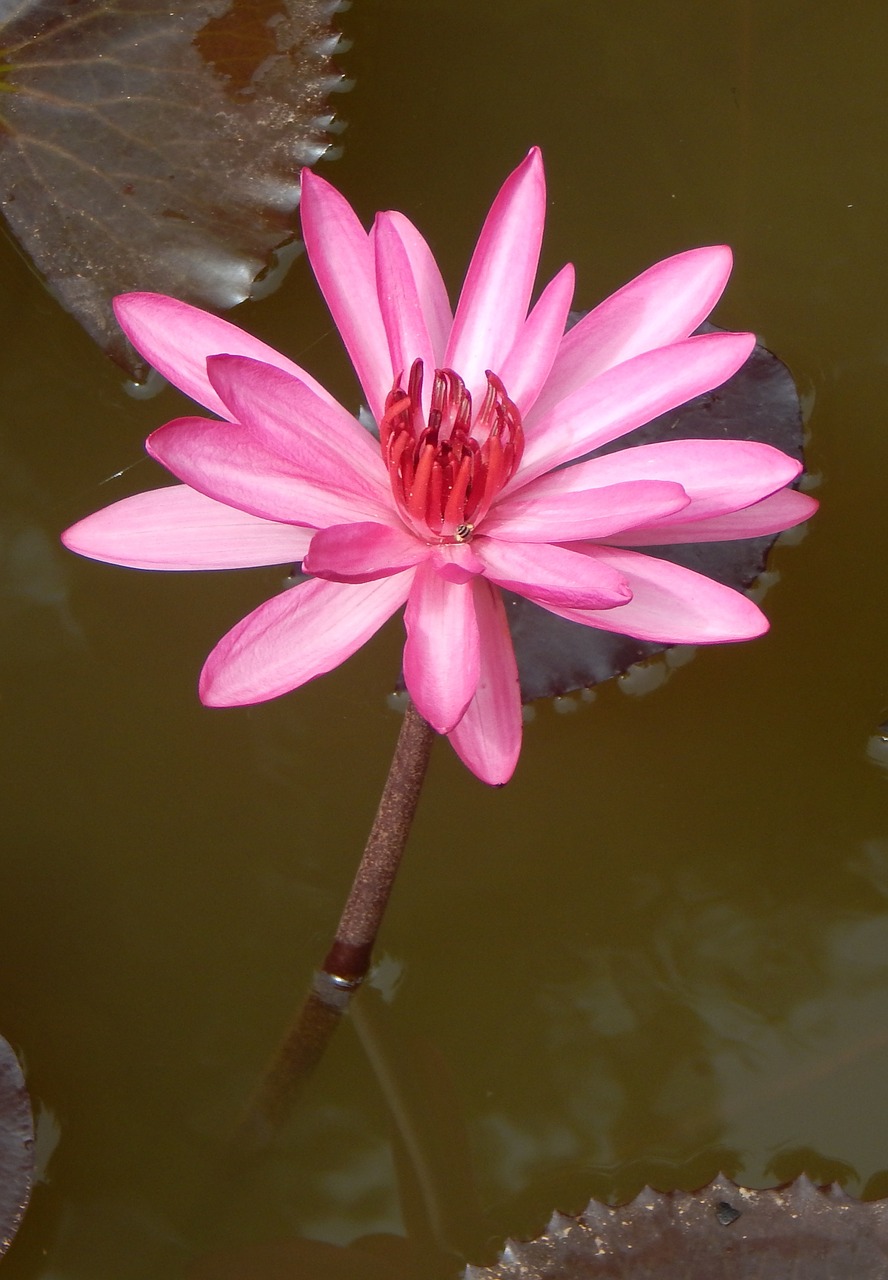 lily water lily waterlily free photo