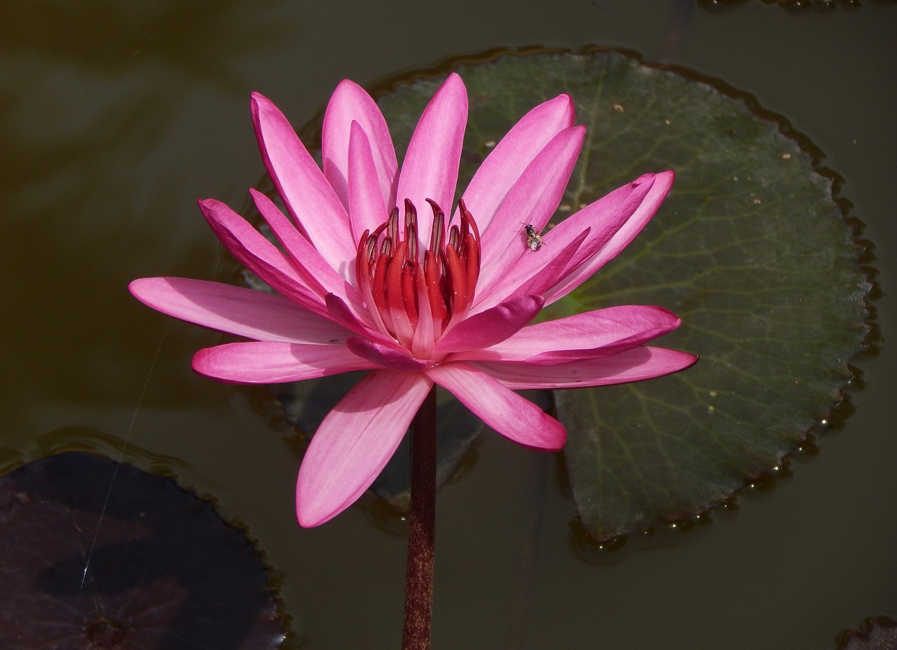 lily water lily waterlily free photo