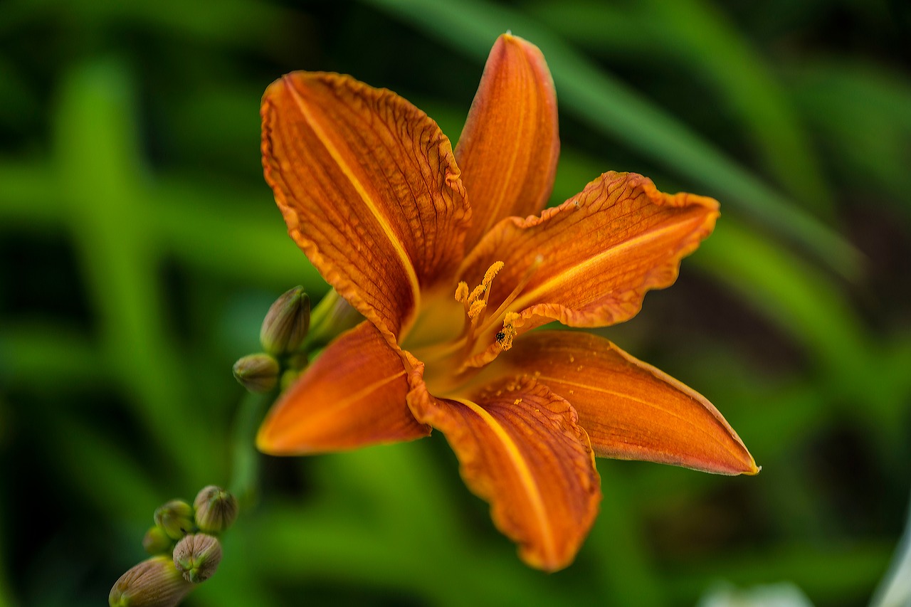 lily daylily garden free photo