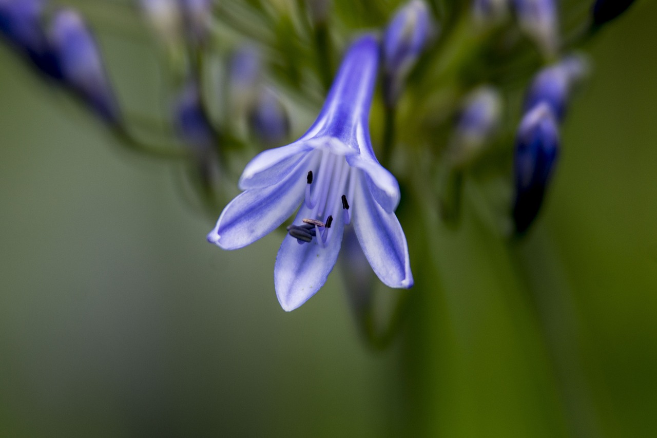 lily agapanthus blue free photo