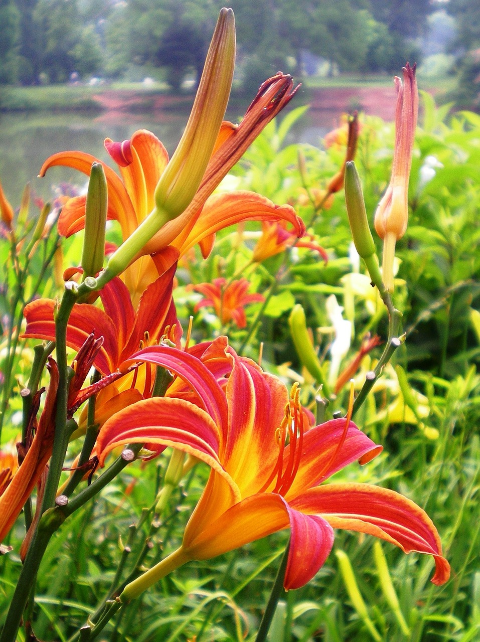 lily flower nature free photo