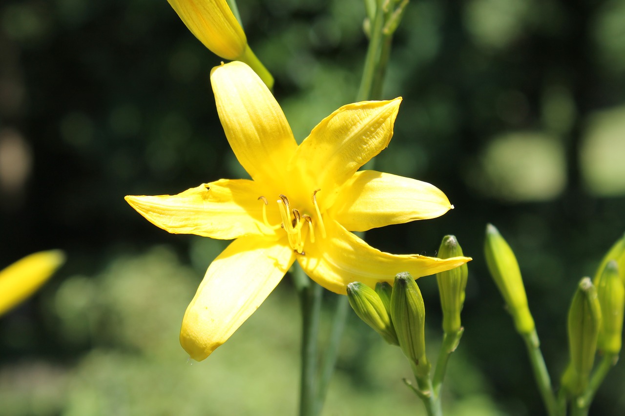 lily blossom bloom free photo