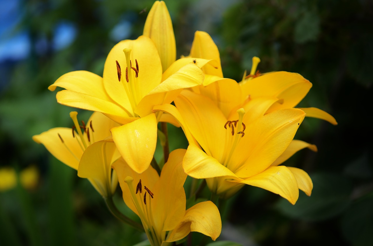 lily flower floral free photo