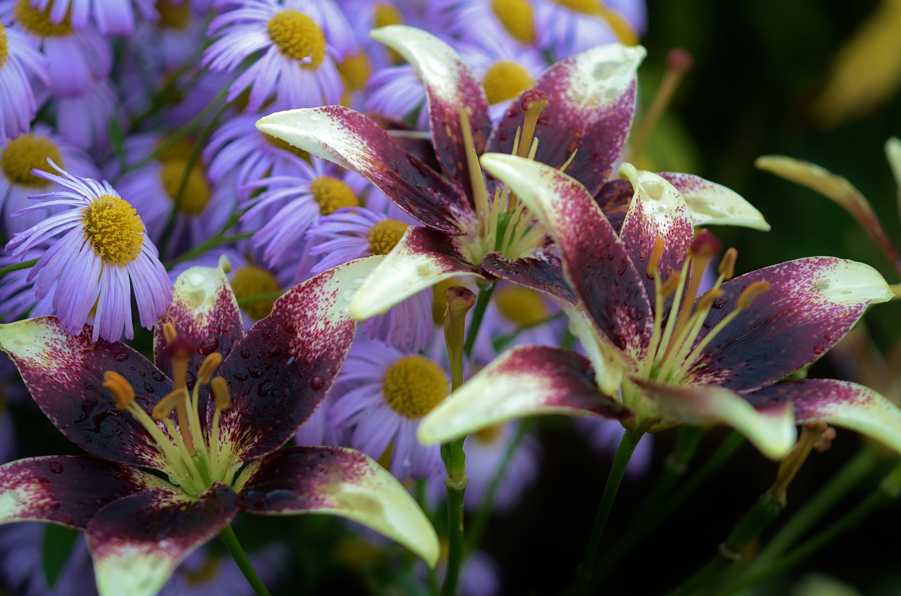 lily flower floral free photo