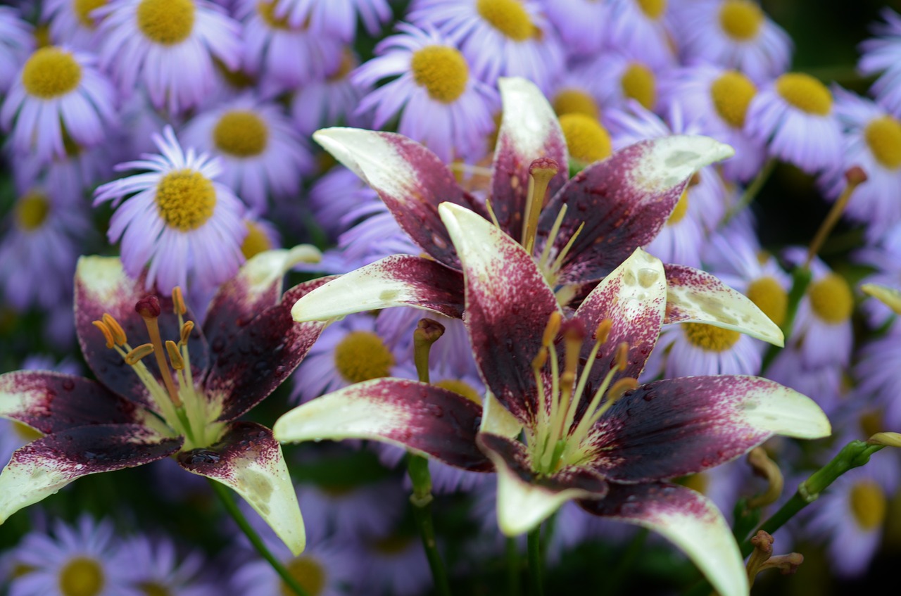 lily flower floral free photo