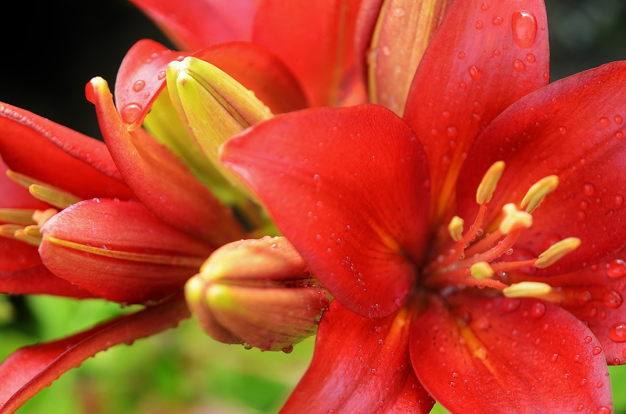 lily flower floral free photo