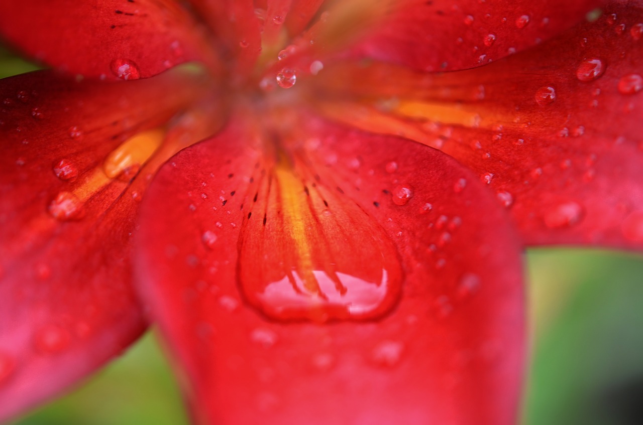 lily red flower free photo