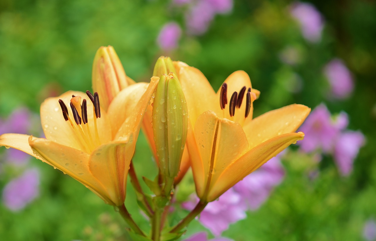 lily flower plant free photo