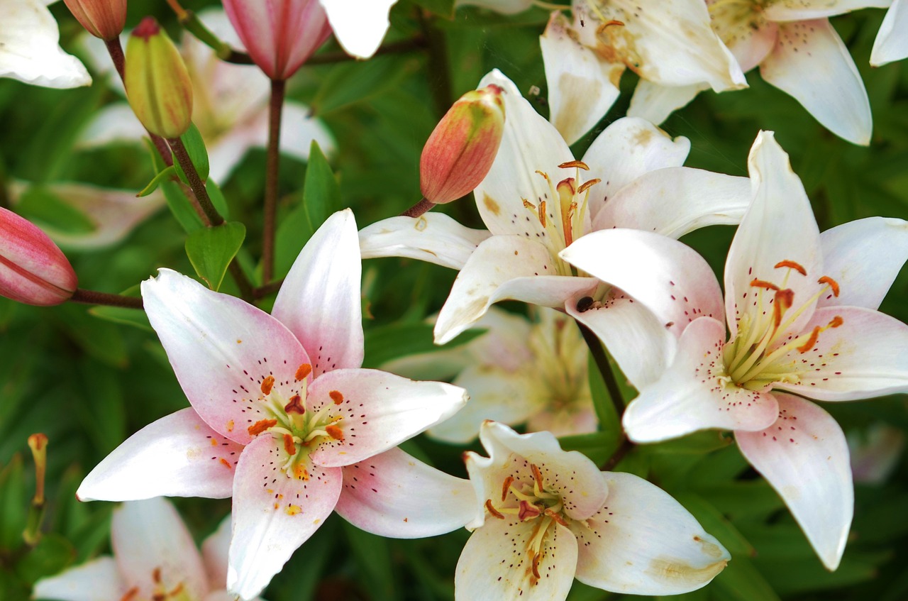 lily flower plant free photo