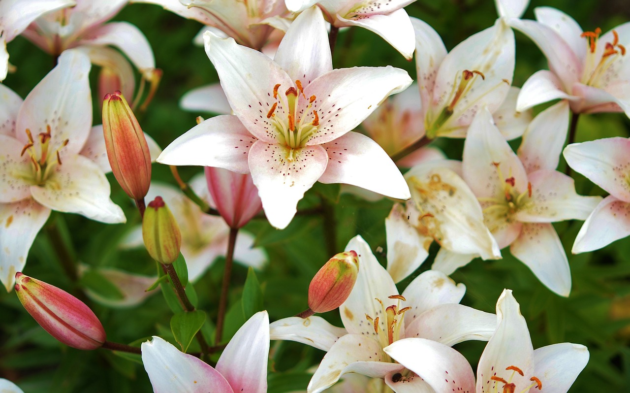 lily flower plant free photo