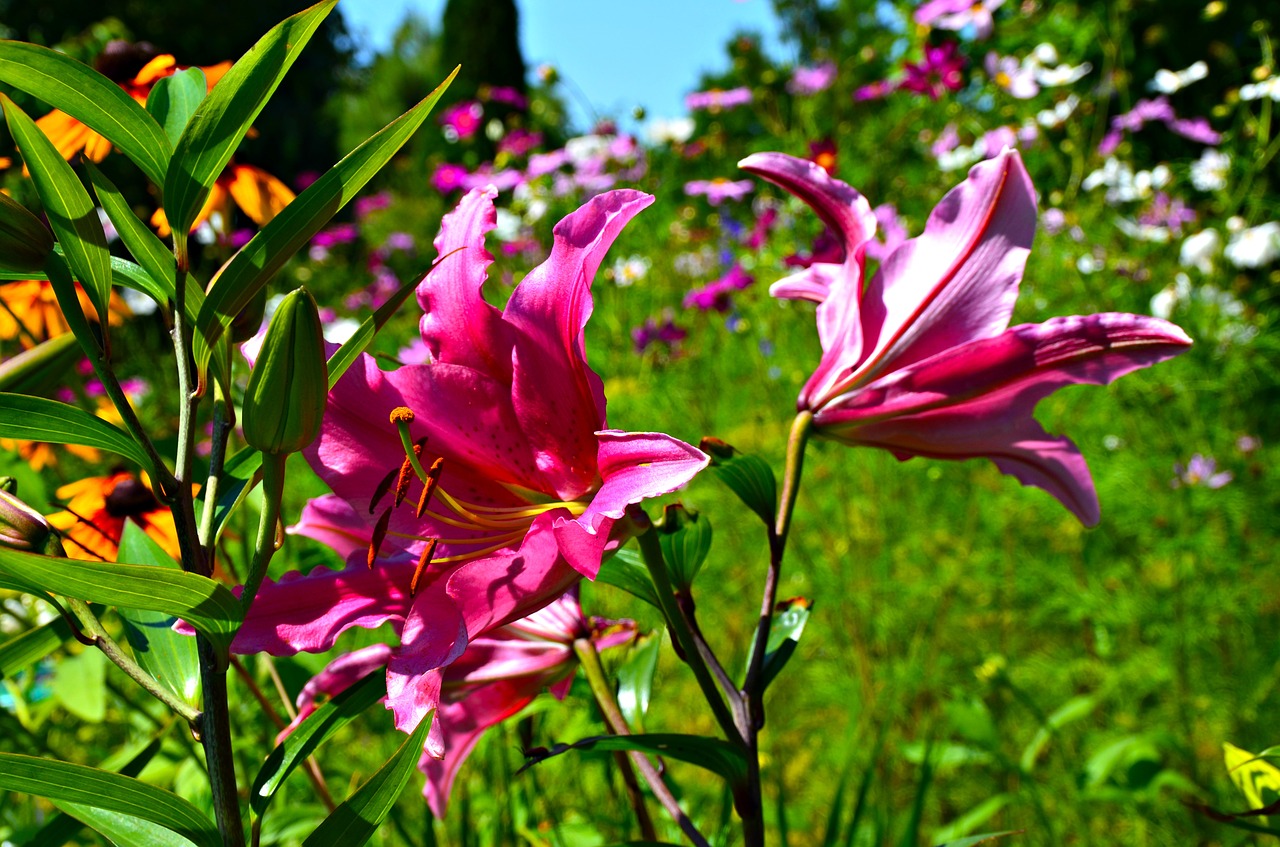 lily flower pink lily free photo