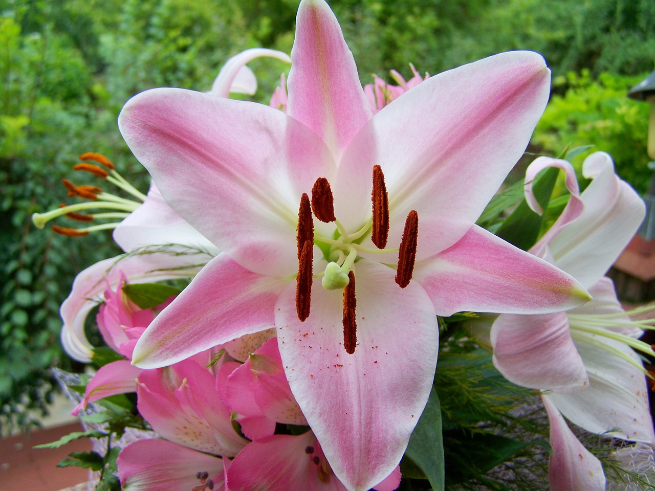 lily pink flower bouquet free photo