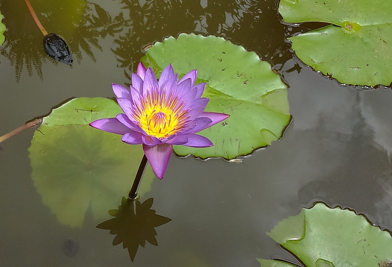 lily waterlily purple free photo