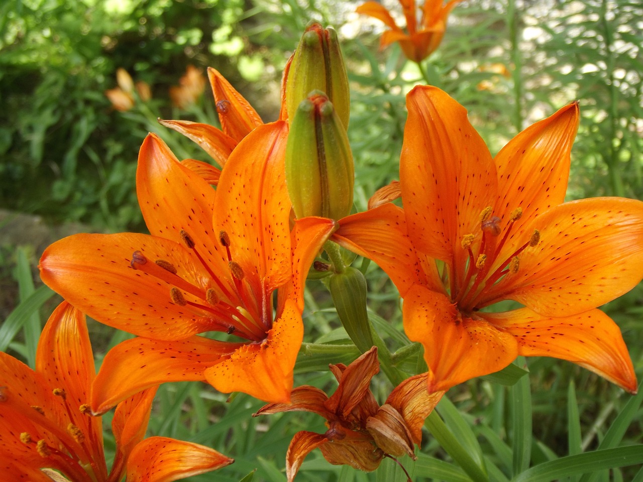 lily orange flower free photo