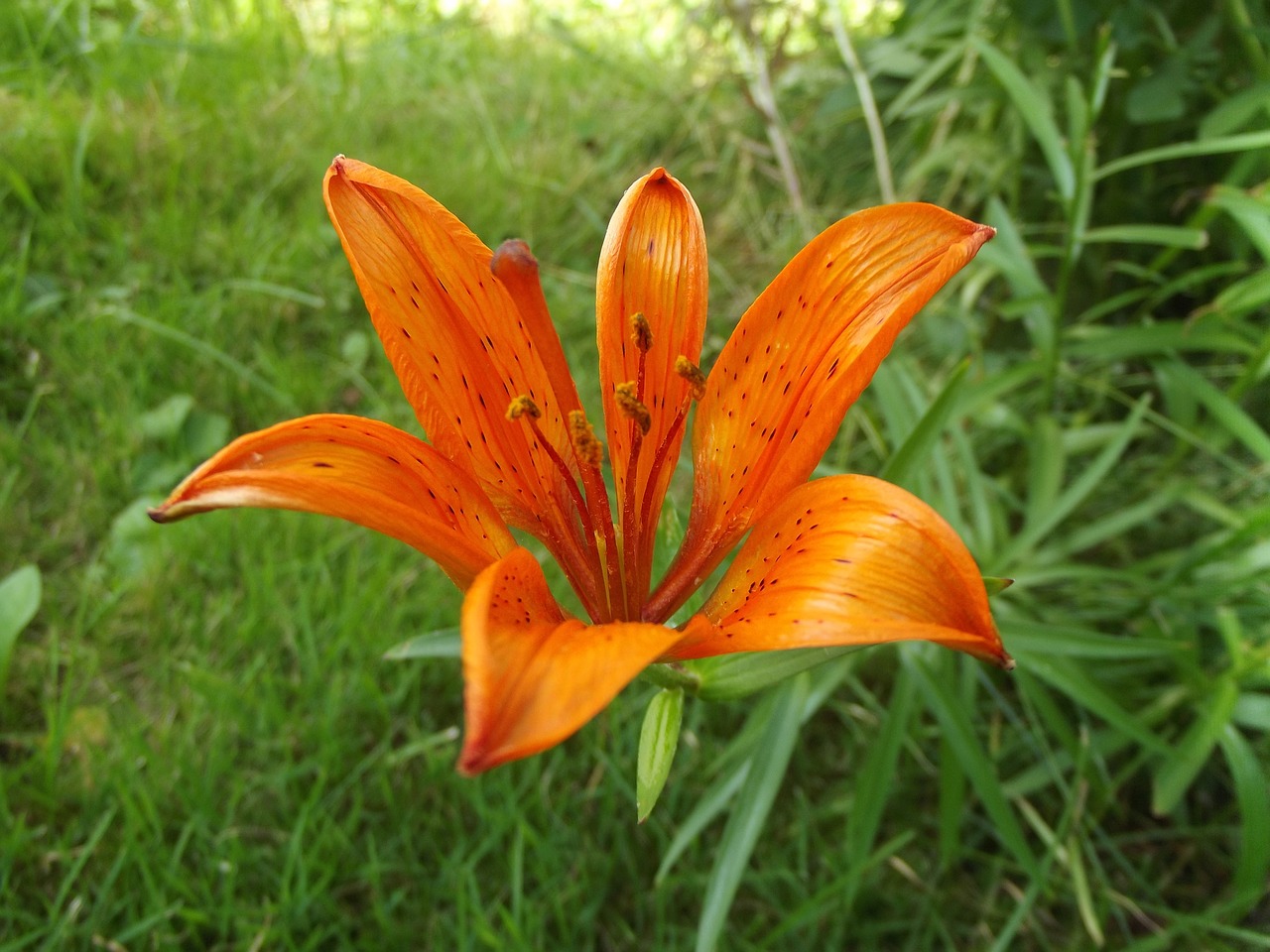 lily nature flower free photo