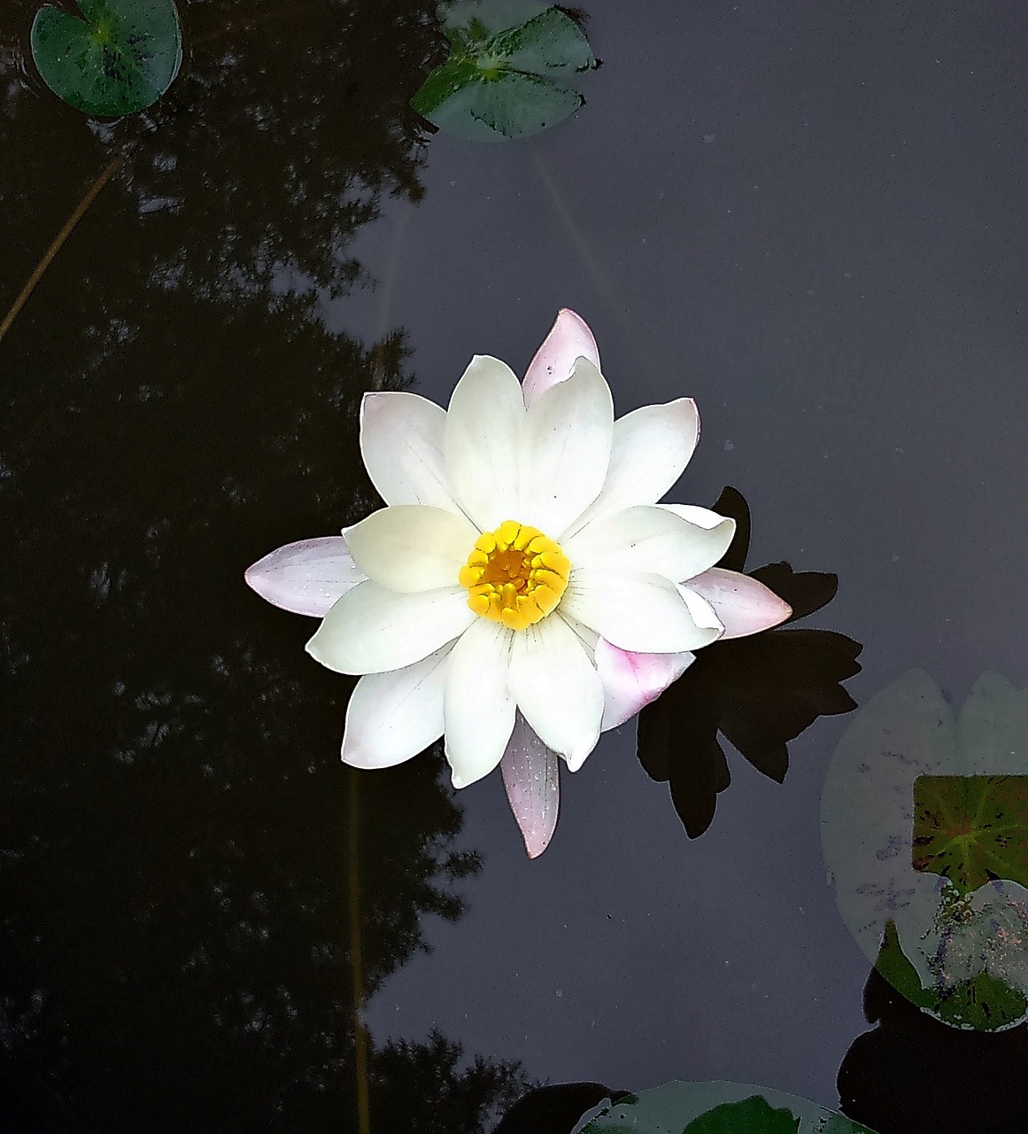 lily flower waterlily free photo