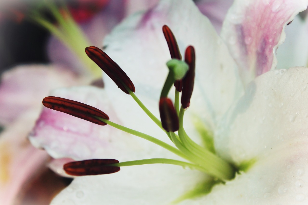 lily white blossom free photo